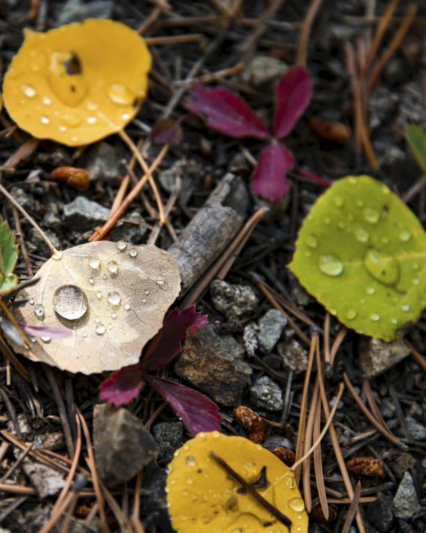 Raindrops bead on fallen yellow, green, and purple leaves scattered over wet gravel and twigs.